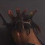 dawgzgetfckked